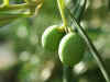 olive.jpg (16971 byte)
