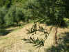 ulivo.jpg (80351 byte)